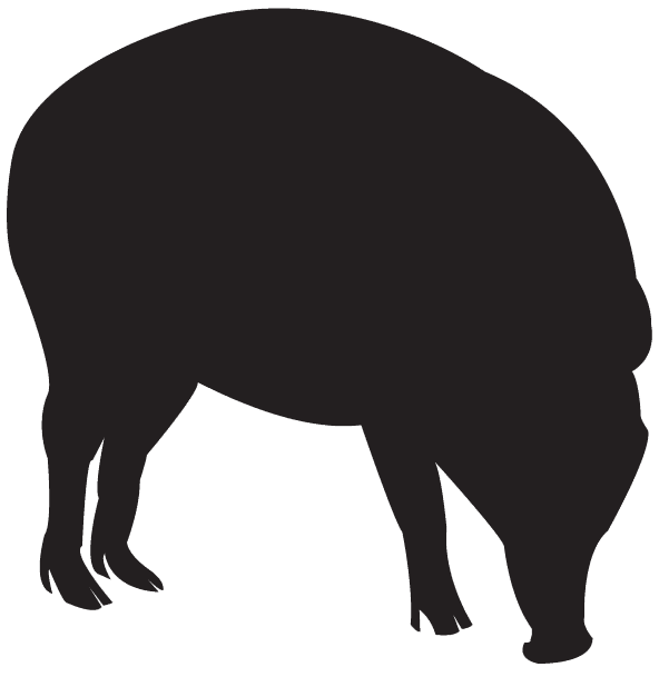 Warty Pig